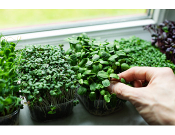 What are microgreens?