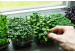 What are microgreens?...