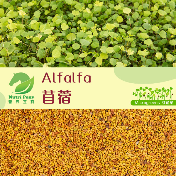 Alfalfa Microgreens Seeds