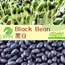 Black Bean Microgreens Seeds