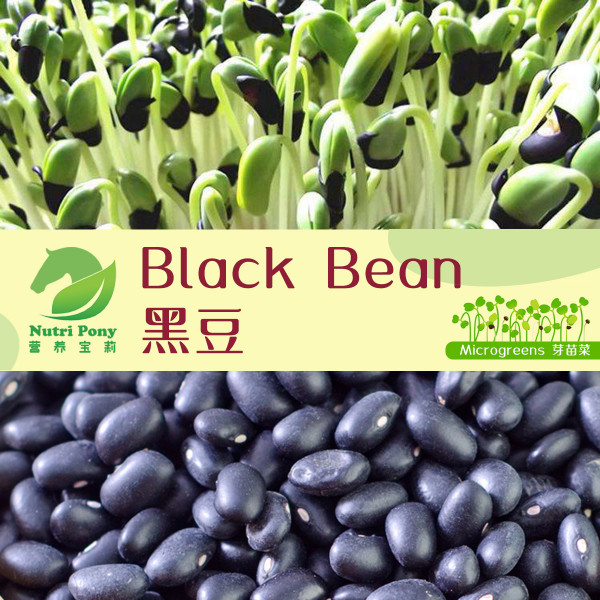 Black Bean Microgreens Seeds