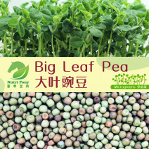 Big Leaf Pea Microgreens Seeds