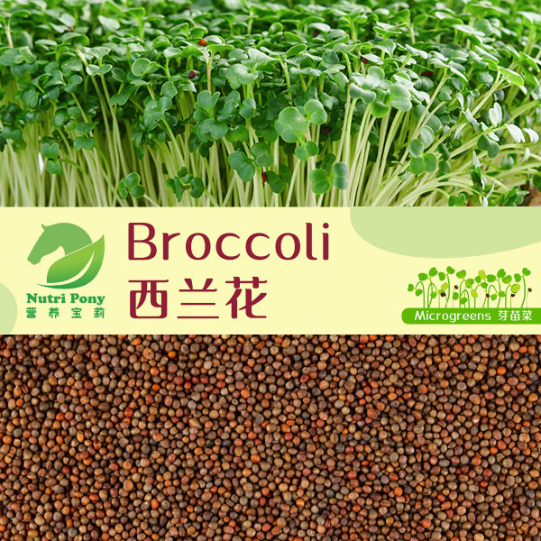 Broccoli Microgreens Seeds