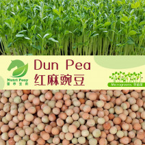 Dun Pea Microgreens Seeds