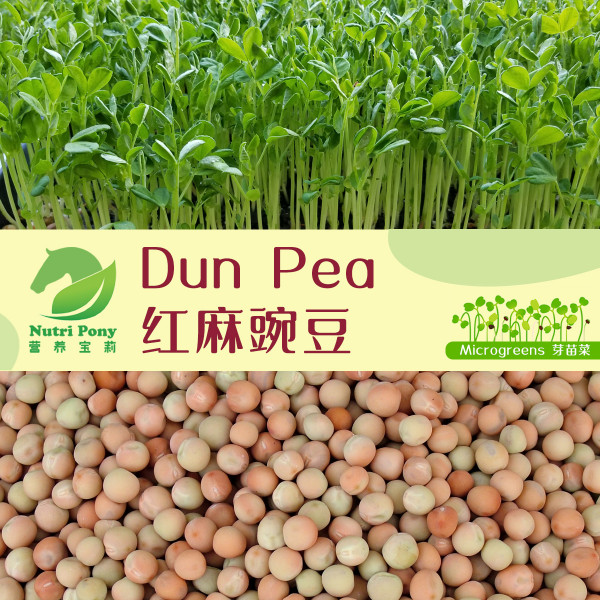 Dun Pea Microgreens Seeds