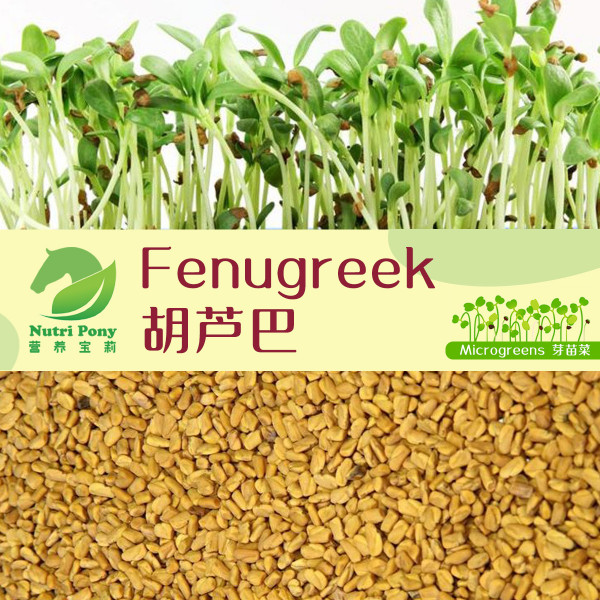 Fenugreek / Methi Microgreens Seeds