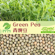 Green Pea Microgreens Seeds
