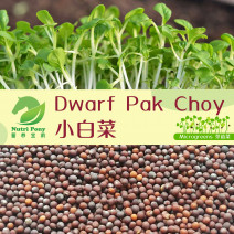 Dwarf Pak Choy Microgreens Seeds