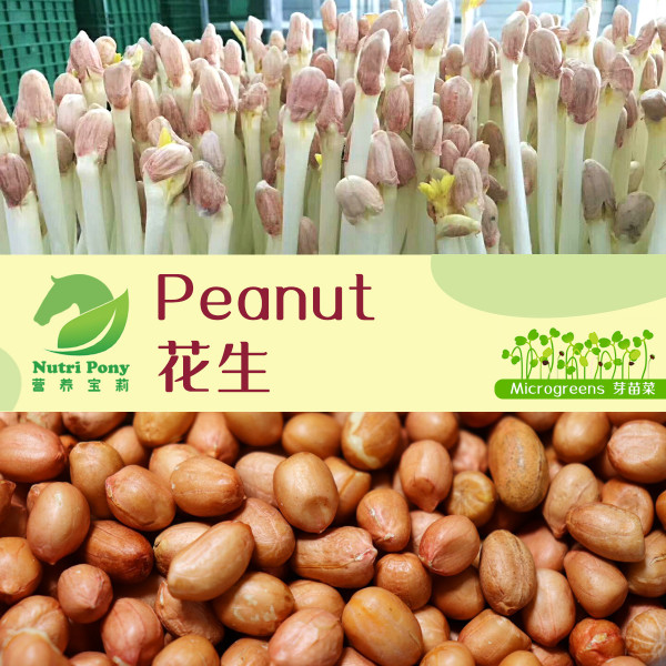 Peanut Sprouts Microgreens Seeds