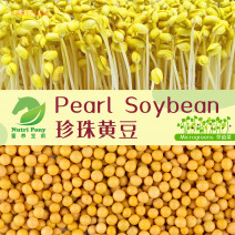 Pearl Soybean Sprouts Microgreens Seeds Non-GMO