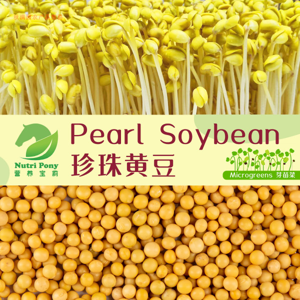 Pearl Soybean Sprouts Microgreens Seeds Non-GMO