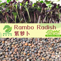 Rambo Radish Microgreens Seeds