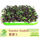 Rambo Radish Microgreens Seeds