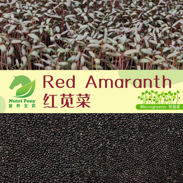 Red Amaranth Microgreens Seeds