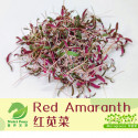 Red Amaranth Microgreens Seeds