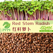 Red Stem Radish Microgreens Seeds