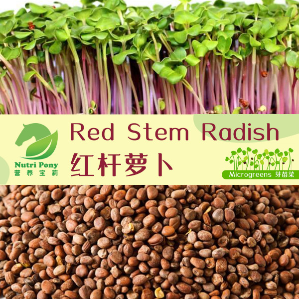 Red Stem Radish Microgreens Seeds