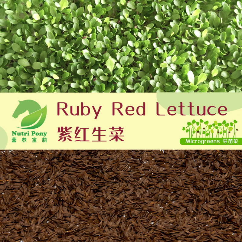 America Ruby Red Lettuce Microgreens Seeds