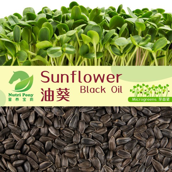 Black Oil Sunflower Microgreens Seeds