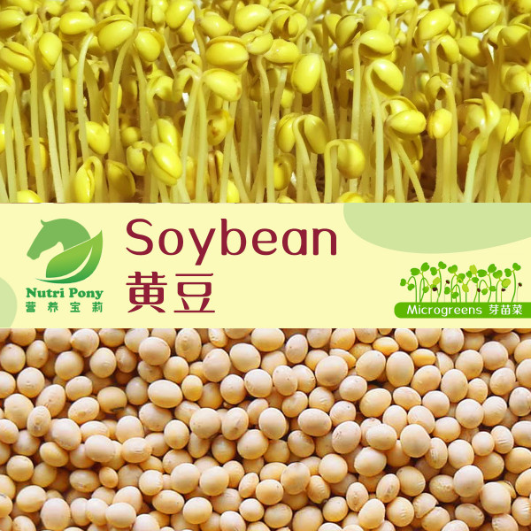 Soybean Microgreens Seeds