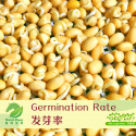 Soybean Microgreens Seeds