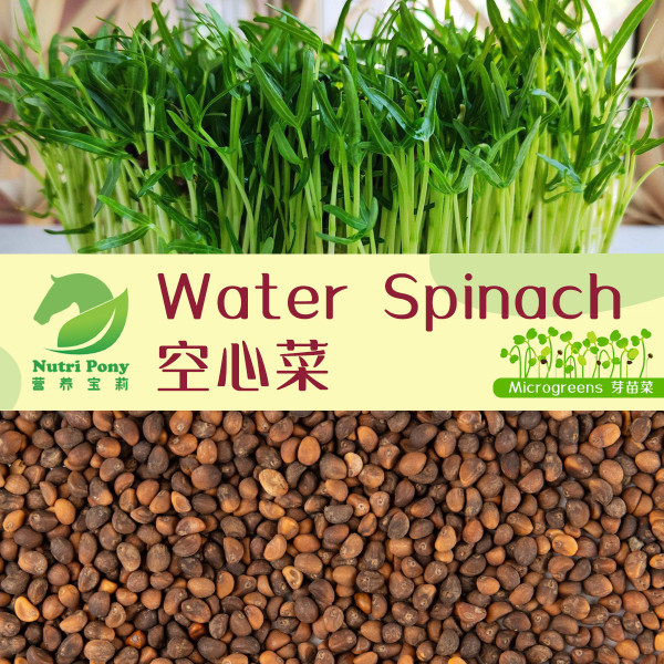 Water Spinach/Kangkung Microgreens Seeds