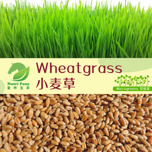 Wheatgrass Microgreens Seeds Non-GMO
