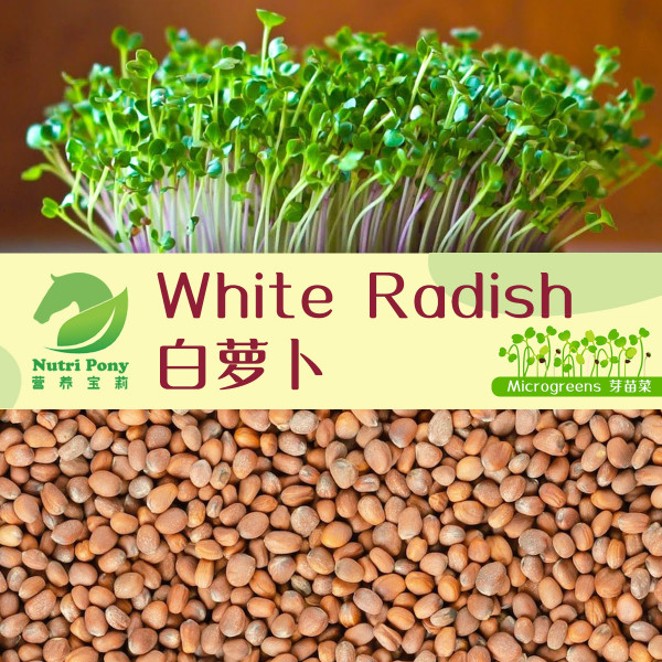 White Radish Microgreens Seeds