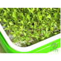 Soilless Nursery Paper for Hydroponics Seedling Planting Tray Germination Growing Microgreens Cultivation