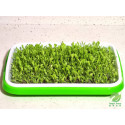 Soilless Nursery Paper for Hydroponics Seedling Planting Tray Germination Growing Microgreens Cultivation