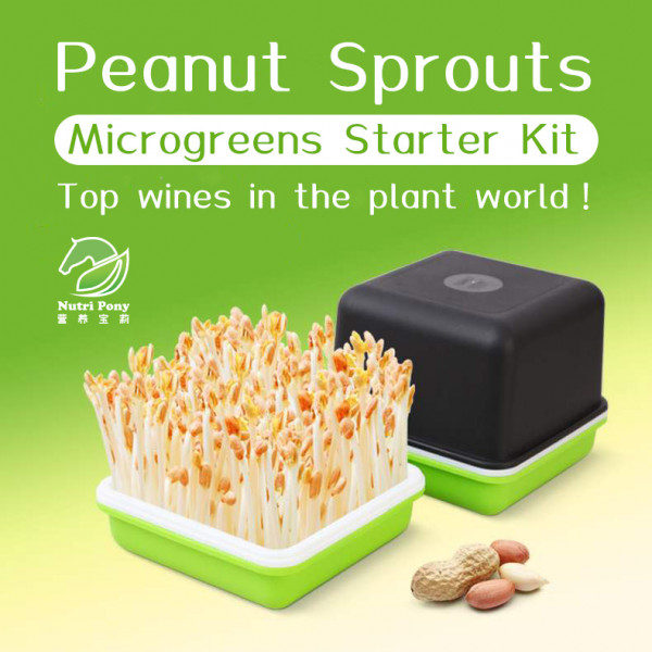 Peanut Sprouts Planting Starter Kit
