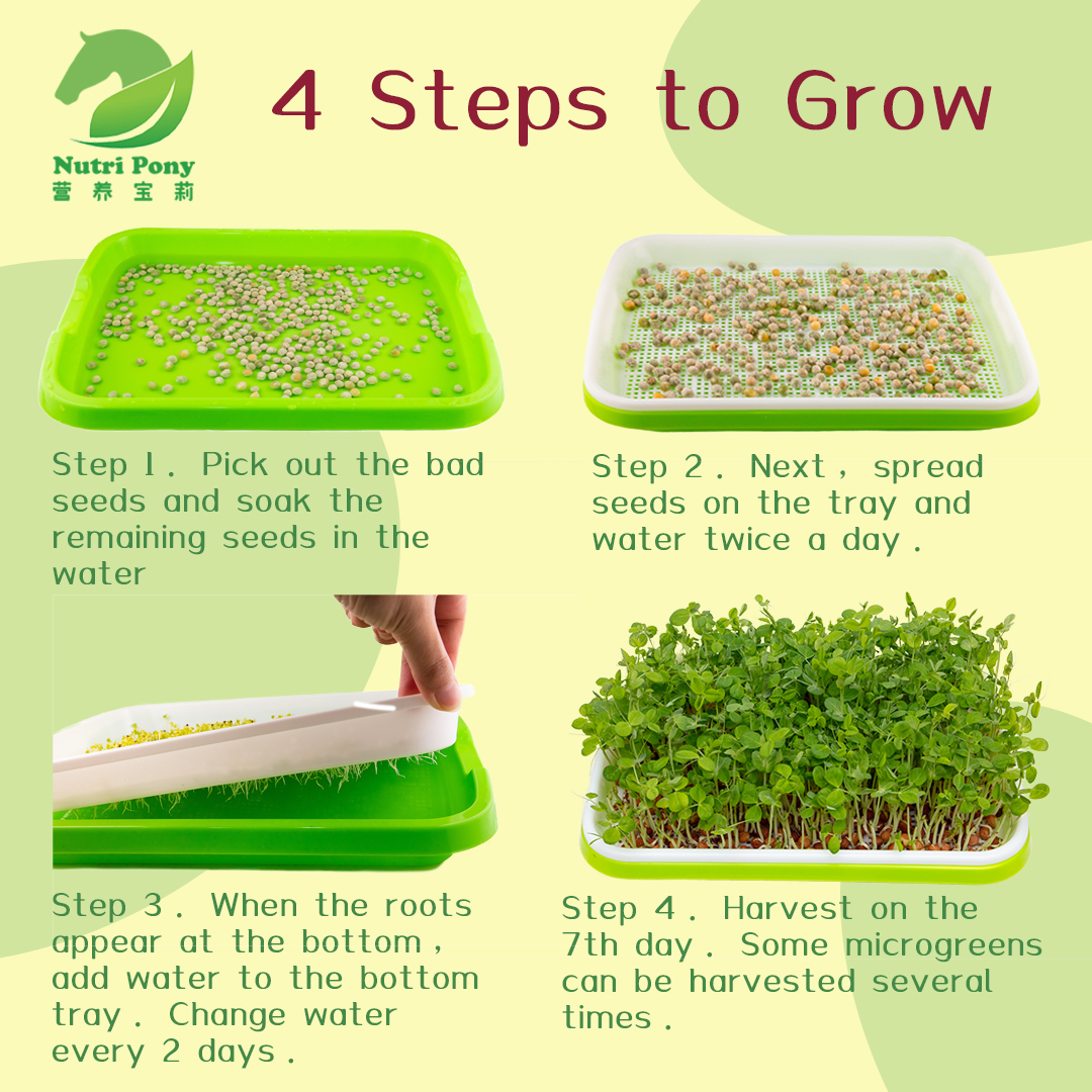  Grow Microgreens at Home, Easy Steps